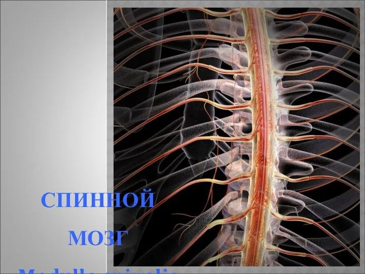 СПИННОЙ МОЗГ Medulla spinalis