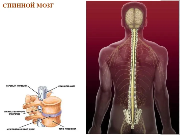 СПИННОЙ МОЗГ