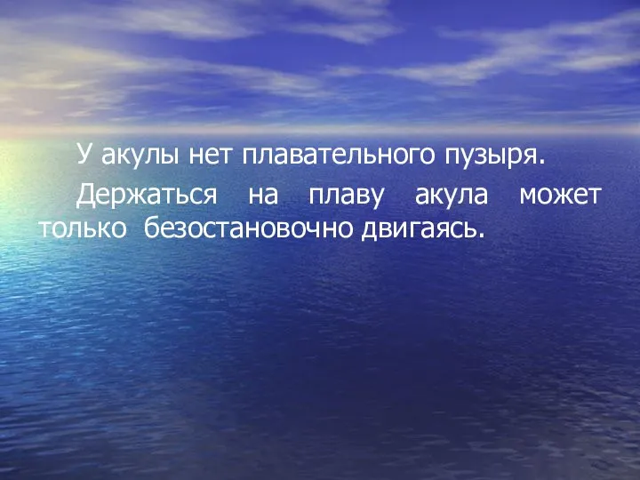 У акулы нет плавательного пузыря. Держаться на плаву акула может только безостановочно двигаясь.