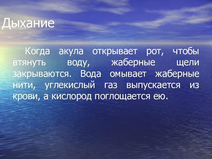 Дыхание Когда акула открывает рот, чтобы втянуть воду, жаберные щели