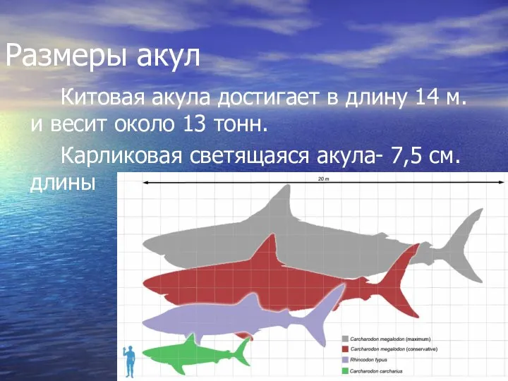 Размеры акул Китовая акула достигает в длину 14 м. и