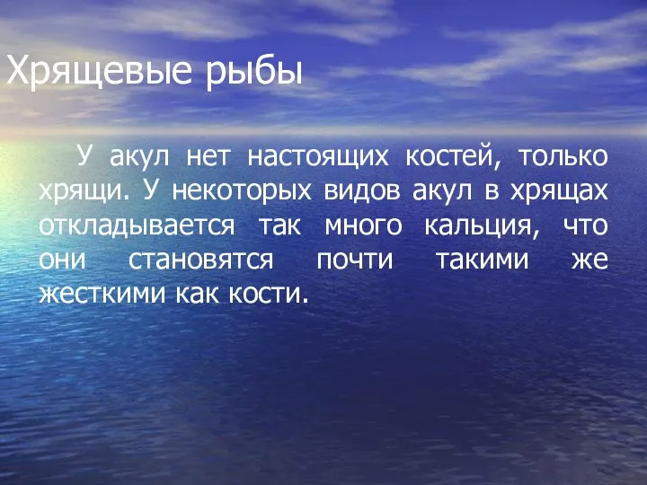 Хрящевые рыбы У акул нет настоящих костей, только хрящи. У