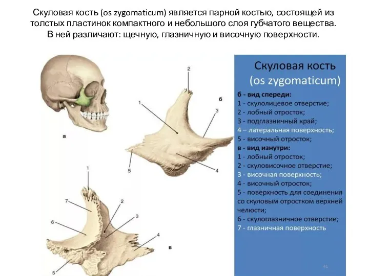 Скуловая кость (os zygomaticum) является парной костью, состоящей из толстых