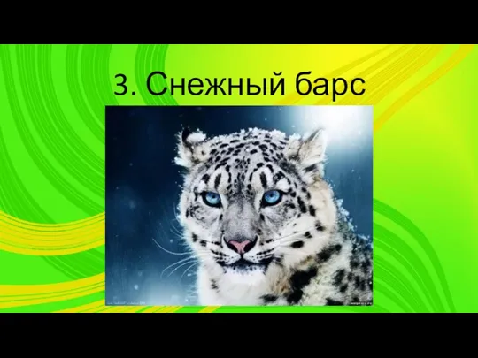 3. Снежный барс