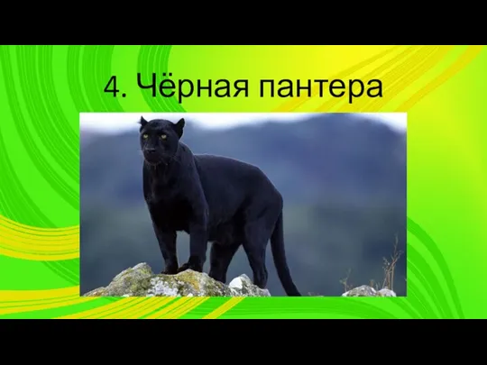 4. Чёрная пантера