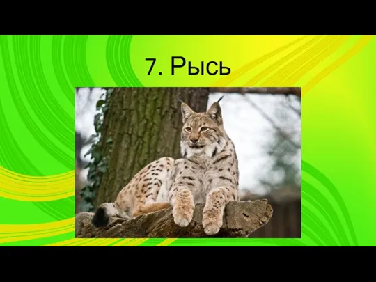 7. Рысь