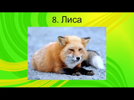 8. Лиса