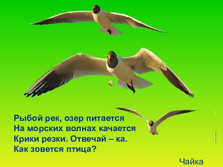 Рыбой рек, озер питается На морских волнах качается Крики резки.