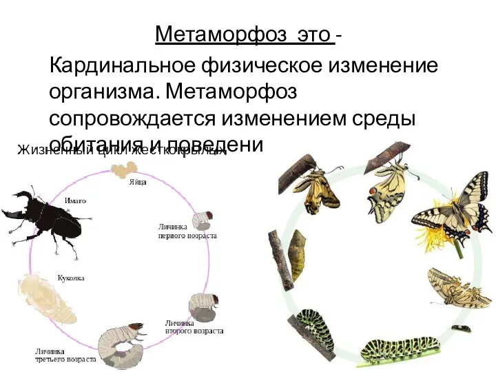 Метаморфоз это - Кардинальное физическое изменение организма. Метаморфоз сопровождается изменением среды обитания и поведения.