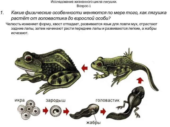 Исследование жизненного цикла лягушки. Вопрос-1 Какие физические особенности меняются по