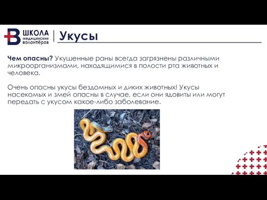 Укусы Чем опасны? Укушенные раны всегда загрязнены различными микроорганизмами, находящимися