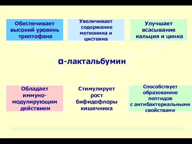 Способствует образованию пептидов с антибактериальными свойствами Обладает иммуно- модулирующим действием