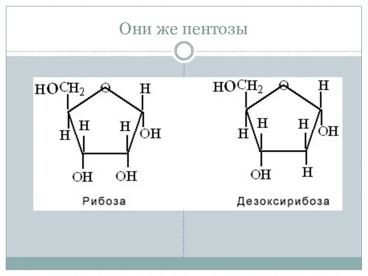 Они же пентозы