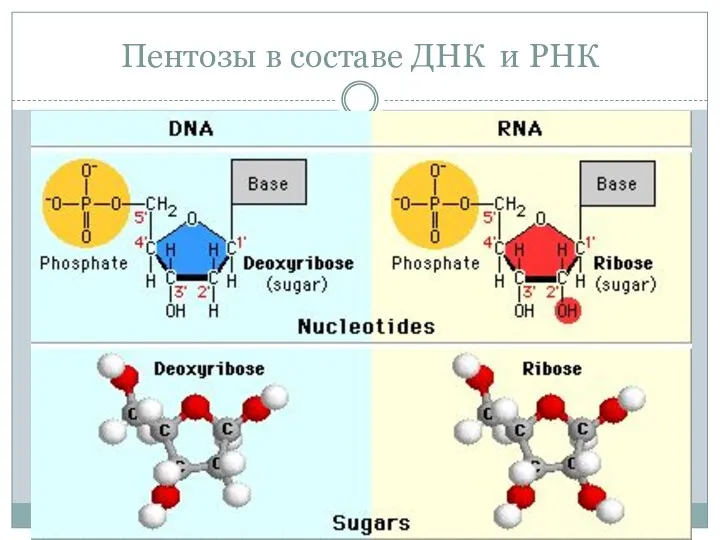 Пентозы в составе ДНК и РНК