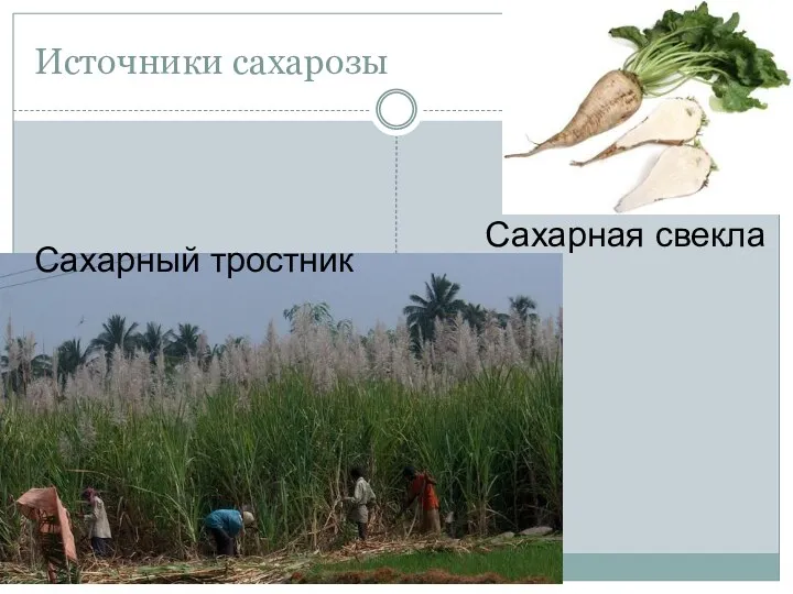 Источники сахарозы Сахарная свекла Сахарный тростник