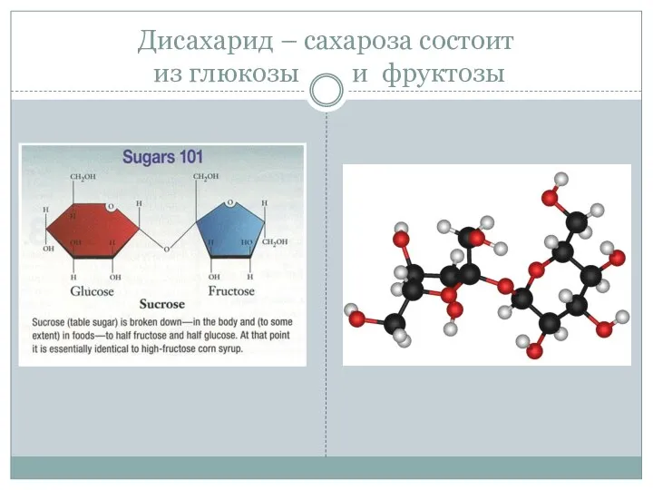 Дисахарид – сахароза состоит из глюкозы и фруктозы