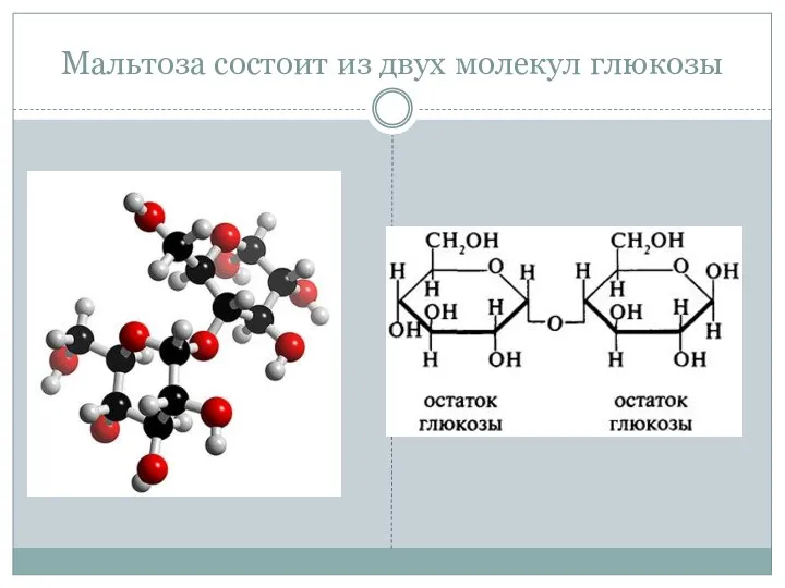 Мальтоза состоит из двух молекул глюкозы