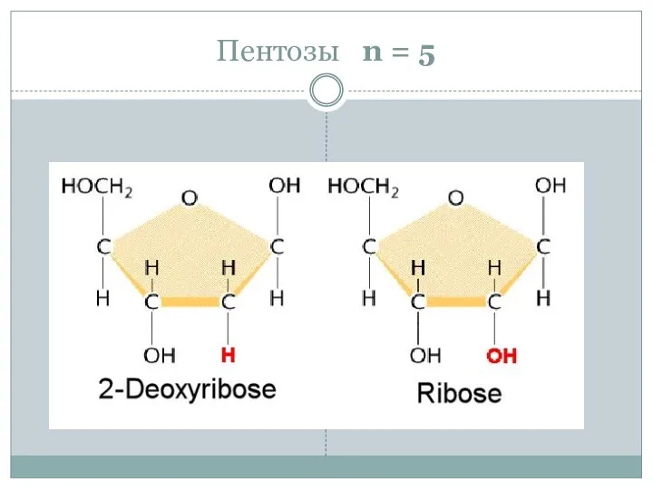 Пентозы n = 5