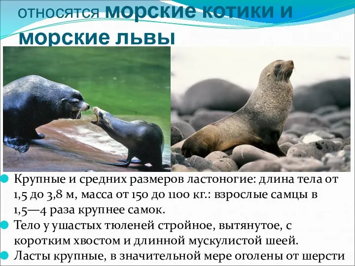 К семейству Ушастые тюлени относятся морские котики и морские львы