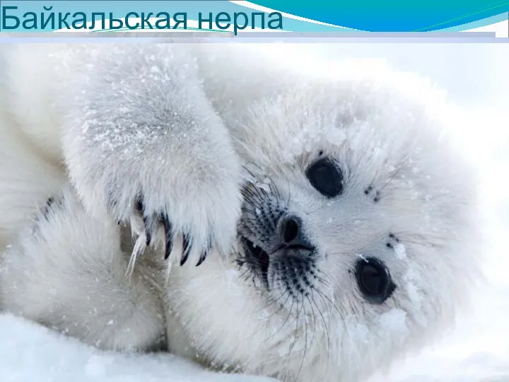 Байкальская нерпа Детёнышей рождают в специально подготовленном снежном логове, обычно