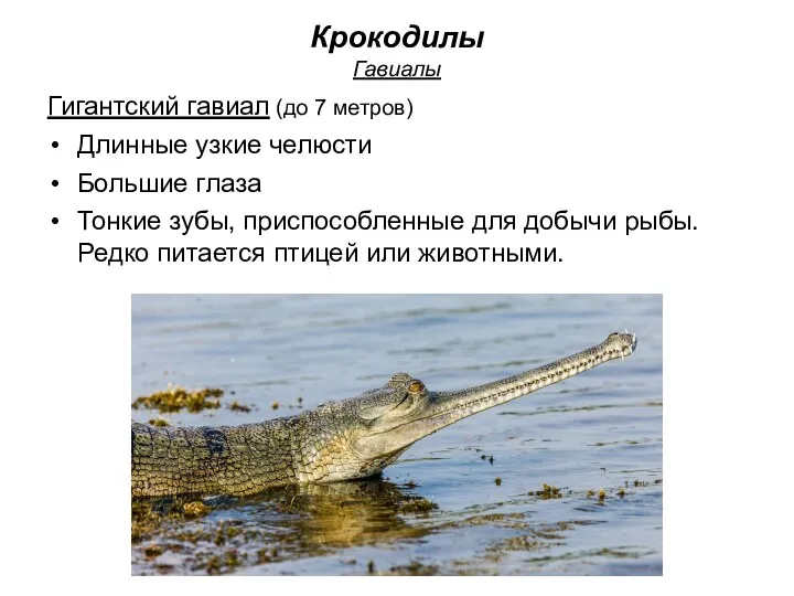 Крокодилы Гавиалы Гигантский гавиал (до 7 метров) Длинные узкие челюсти