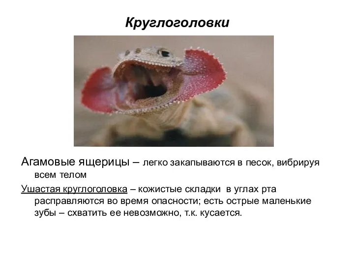 Круглоголовки Агамовые ящерицы – легко закапываются в песок, вибрируя всем
