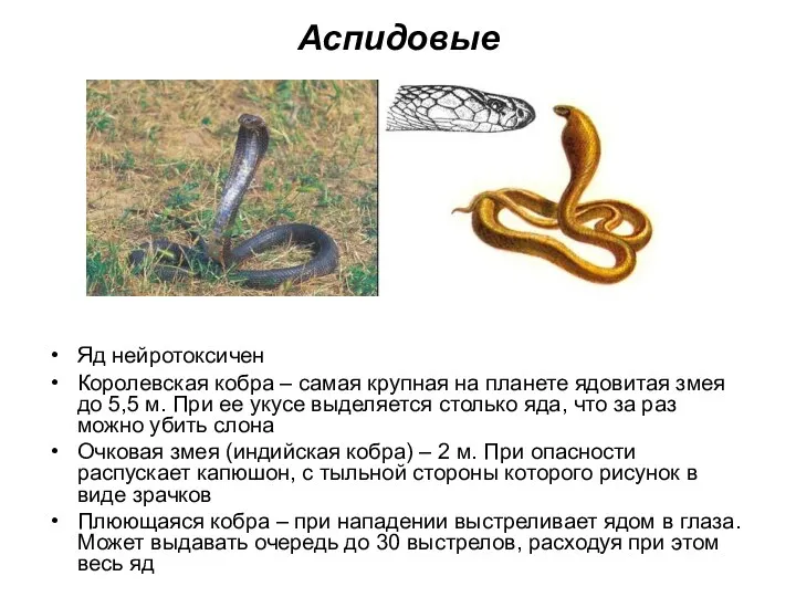 Аспидовые Яд нейротоксичен Королевская кобра – самая крупная на планете