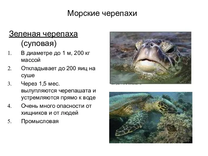 Морские черепахи Зеленая черепаха (суповая) В диаметре до 1 м,