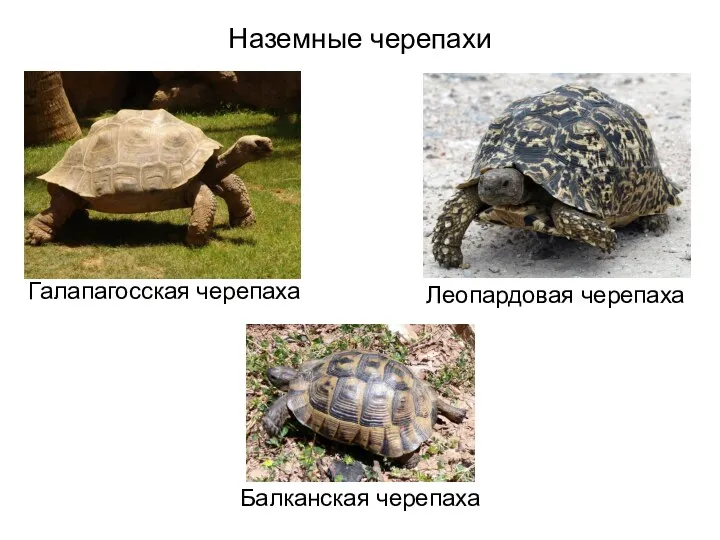Наземные черепахи Галапагосская черепаха Леопардовая черепаха Балканская черепаха