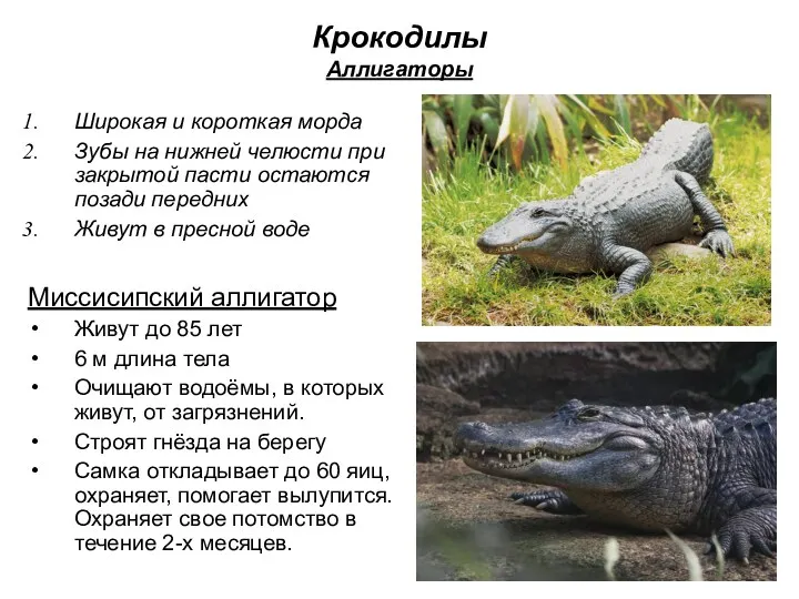 Крокодилы Аллигаторы Широкая и короткая морда Зубы на нижней челюсти