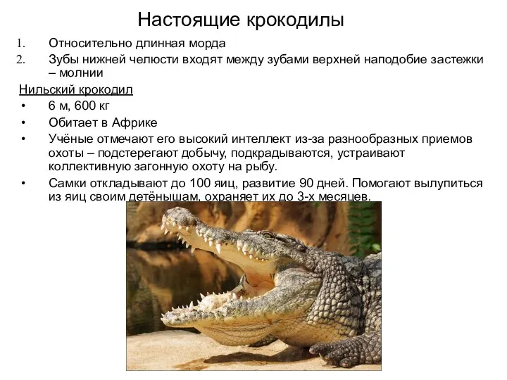 Настоящие крокодилы Относительно длинная морда Зубы нижней челюсти входят между