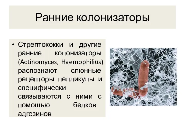 Ранние колонизаторы Стрептококки и другие ранние колонизаторы (Actinomyces, Haemophilius) распознают