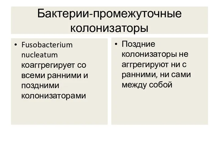 Бактерии-промежуточные колонизаторы Fusobacterium nucleatum коаггрегирует со всеми ранними и поздними