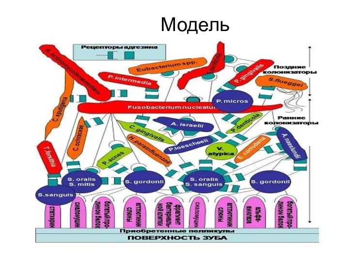 Модель