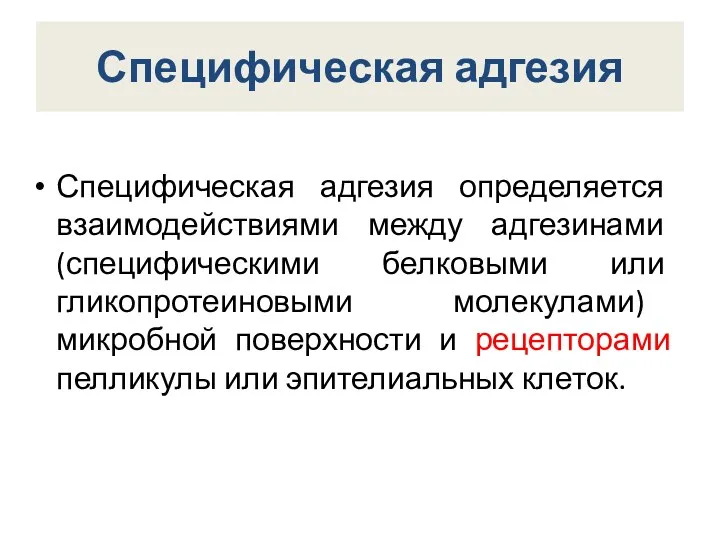 Специфическая адгезия Специфическая адгезия определяется взаимодействиями между адгезинами (специфическими белковыми