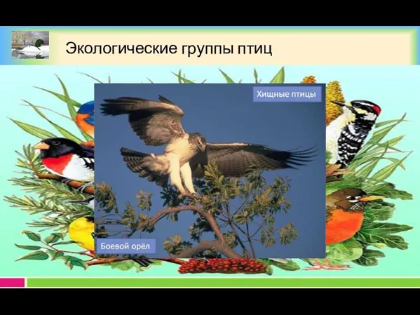 Экологические группы птиц