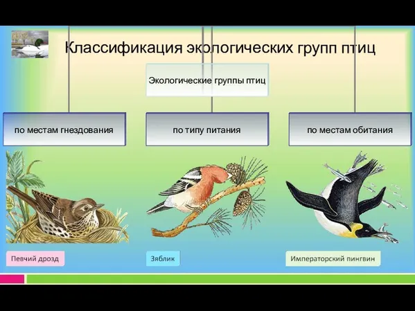 Классификация экологических групп птиц