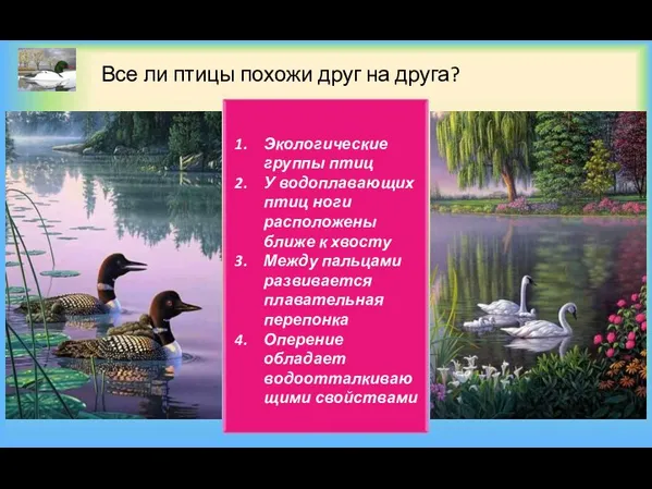 Все ли птицы похожи друг на друга? Экологические группы птиц