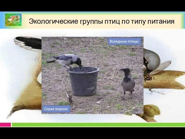 Экологические группы птиц по типу питания