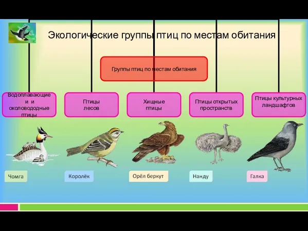 Экологические группы птиц по местам обитания