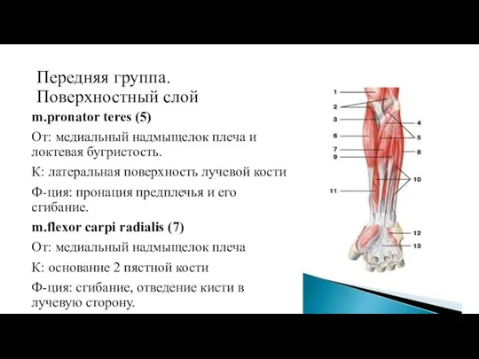 Передняя группа. Поверхностный слой m.pronator teres (5) От: медиальный надмыщелок