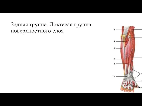 Задняя группа. Локтевая группа поверхностного слоя