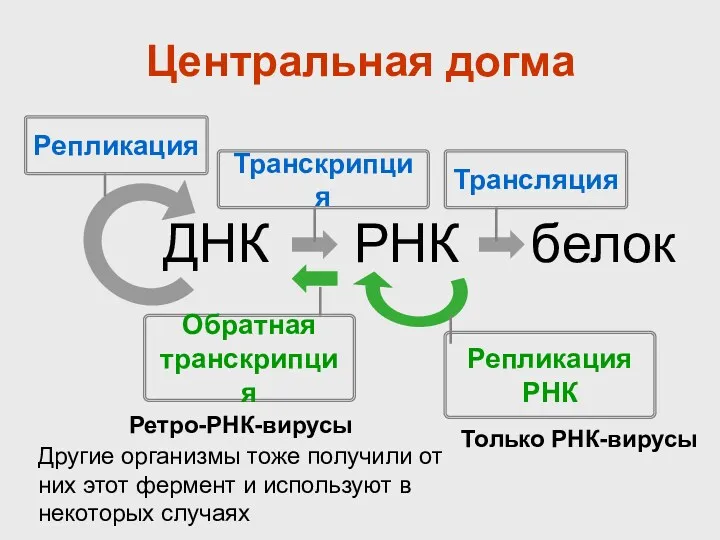 Центральная догма ДНК РНК белок Репликация Транскрипция Трансляция Обратная транскрипция Репликация РНК Только