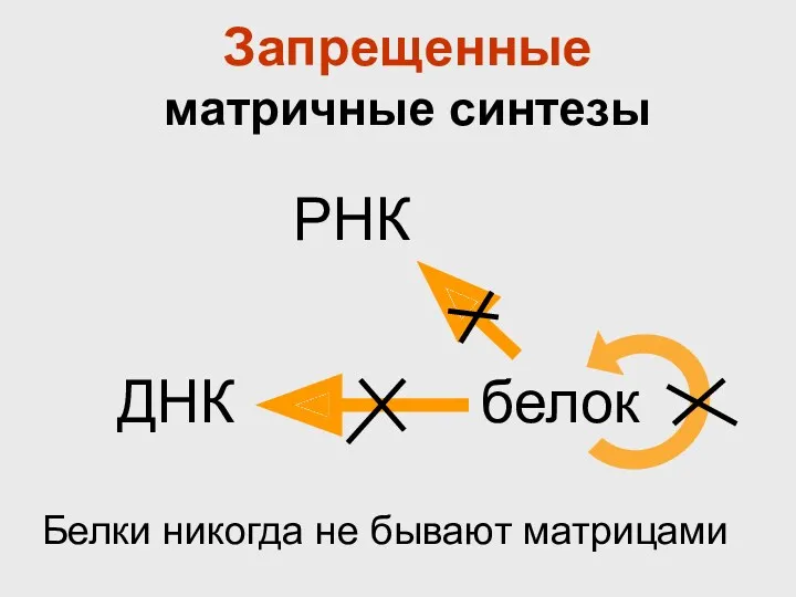 Запрещенные матричные синтезы Белки никогда не бывают матрицами