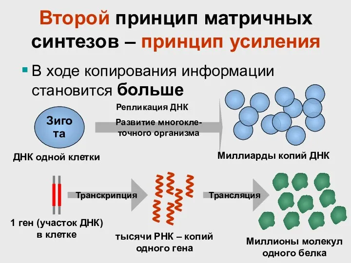 Второй принцип матричных синтезов – принцип усиления В ходе копирования