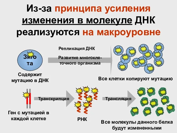 Из-за принципа усиления изменения в молекуле ДНК реализуются на макроуровне Зигота Развитие многокле-