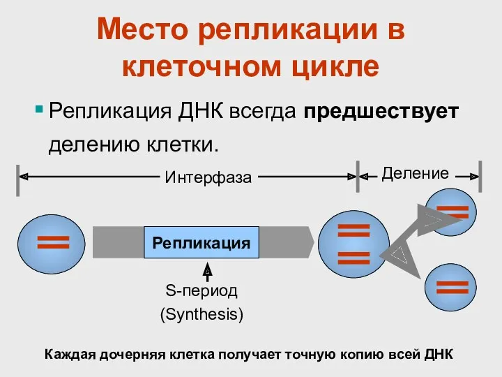 Место репликации в клеточном цикле Репликация ДНК всегда предшествует делению