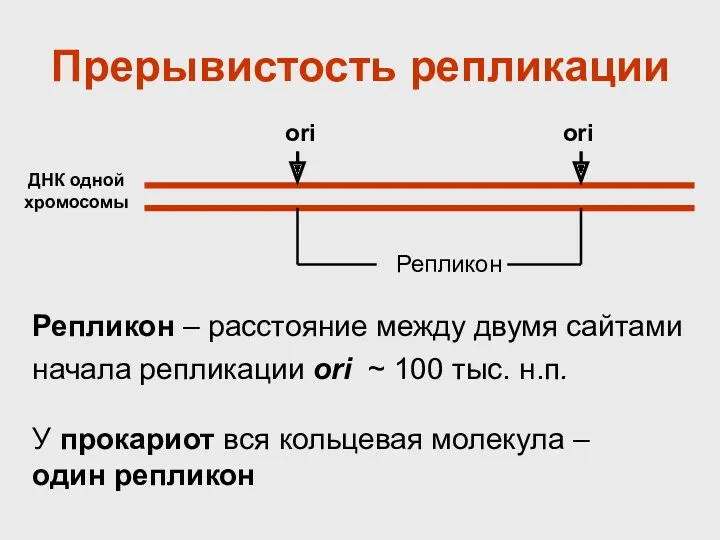 Репликон – расстояние между двумя сайтами начала репликации ori ~