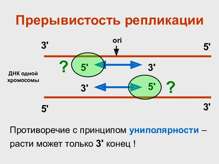 Прерывистость репликации ДНК одной хромосомы ori 3' 5' 3' 5' 5' 5' 3'