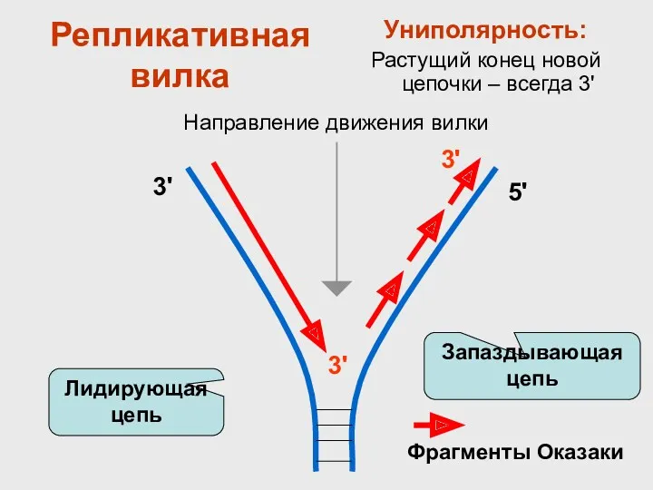 Репликативная вилка Униполярность: Растущий конец новой цепочки – всегда 3'